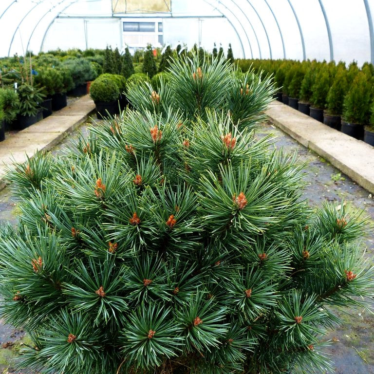 Silbergraue Strauch-Kiefer 'Parsfield' (Pinus sylvestris)