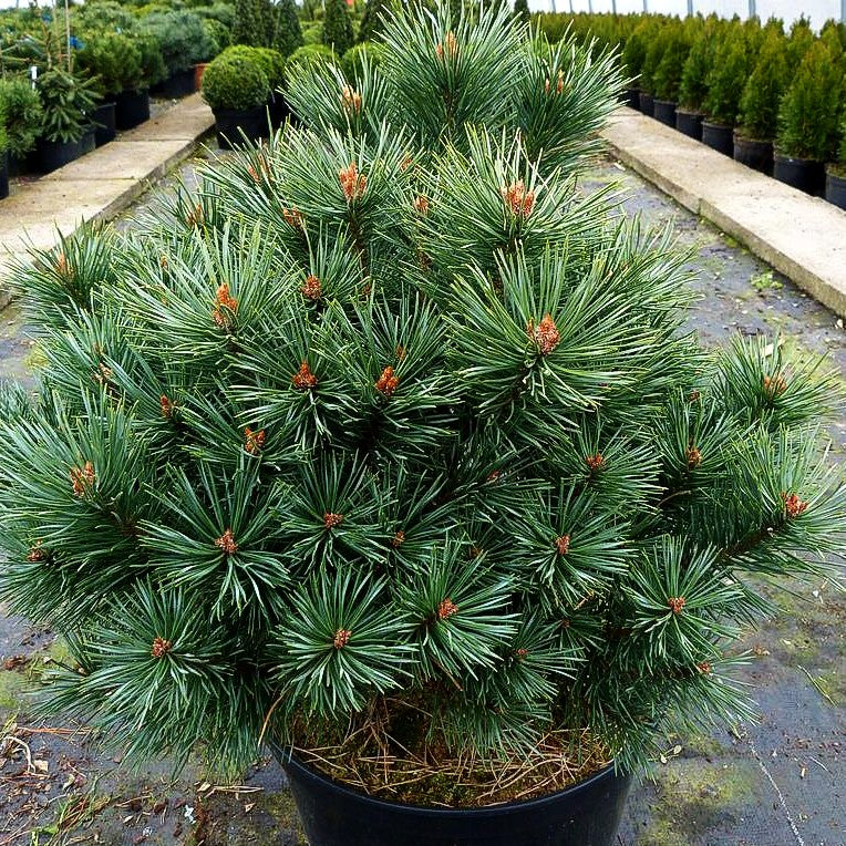 Silbergraue Strauch-Kiefer 'Parsfield' (Pinus sylvestris)