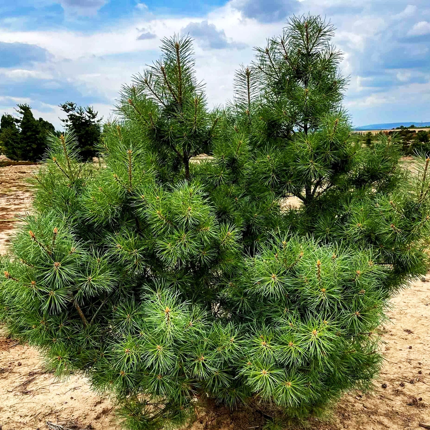 Silbergraue Strauch-Kiefer 'Parsfield' (Pinus sylvestris)