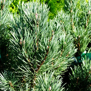 Silbergraue Strauch-Kiefer 'Watereri' (Pinus sylvestris)