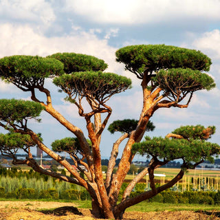Silbergraue Strauch-Kiefer 'Watereri' (Pinus sylvestris)
