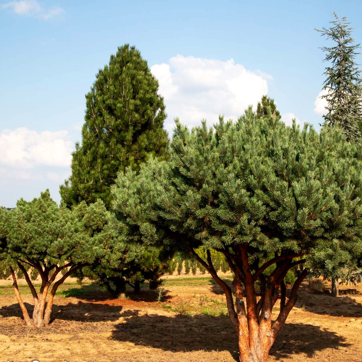 Silbergraue Strauch-Kiefer 'Watereri' (Pinus sylvestris)