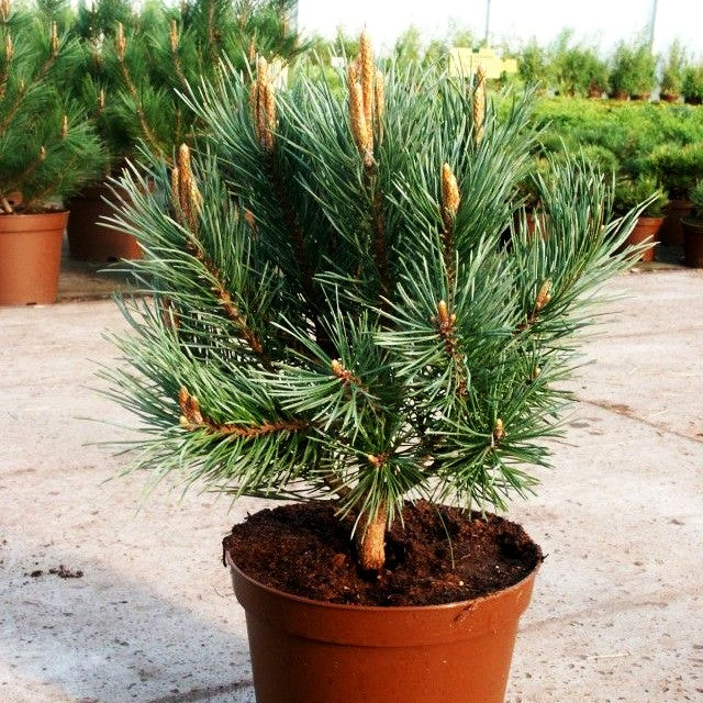 Silbergraue Strauch-Kiefer 'Watereri' (Pinus sylvestris)