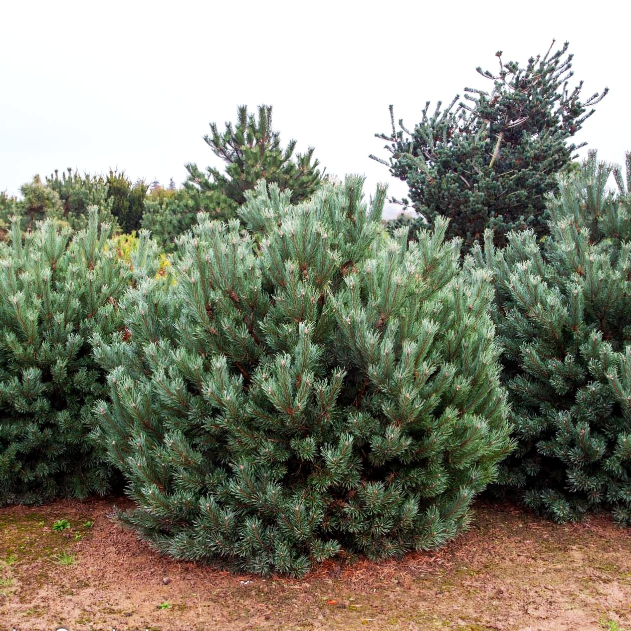 Silbergraue Strauch-Kiefer 'Watereri' (Pinus sylvestris)