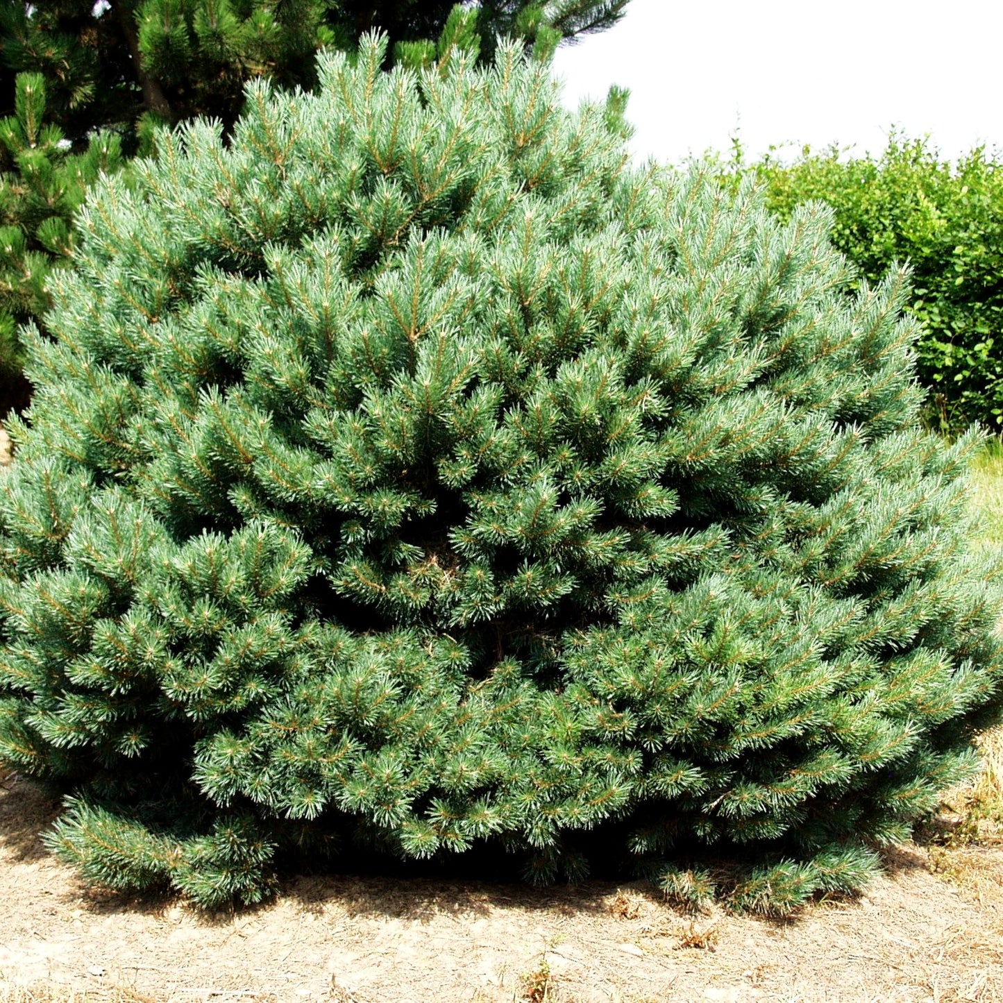 Silbergraue Strauch-Kiefer 'Watereri' (Pinus sylvestris)