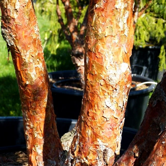Silbergraue Strauch-Kiefer 'Watereri' (Pinus sylvestris)