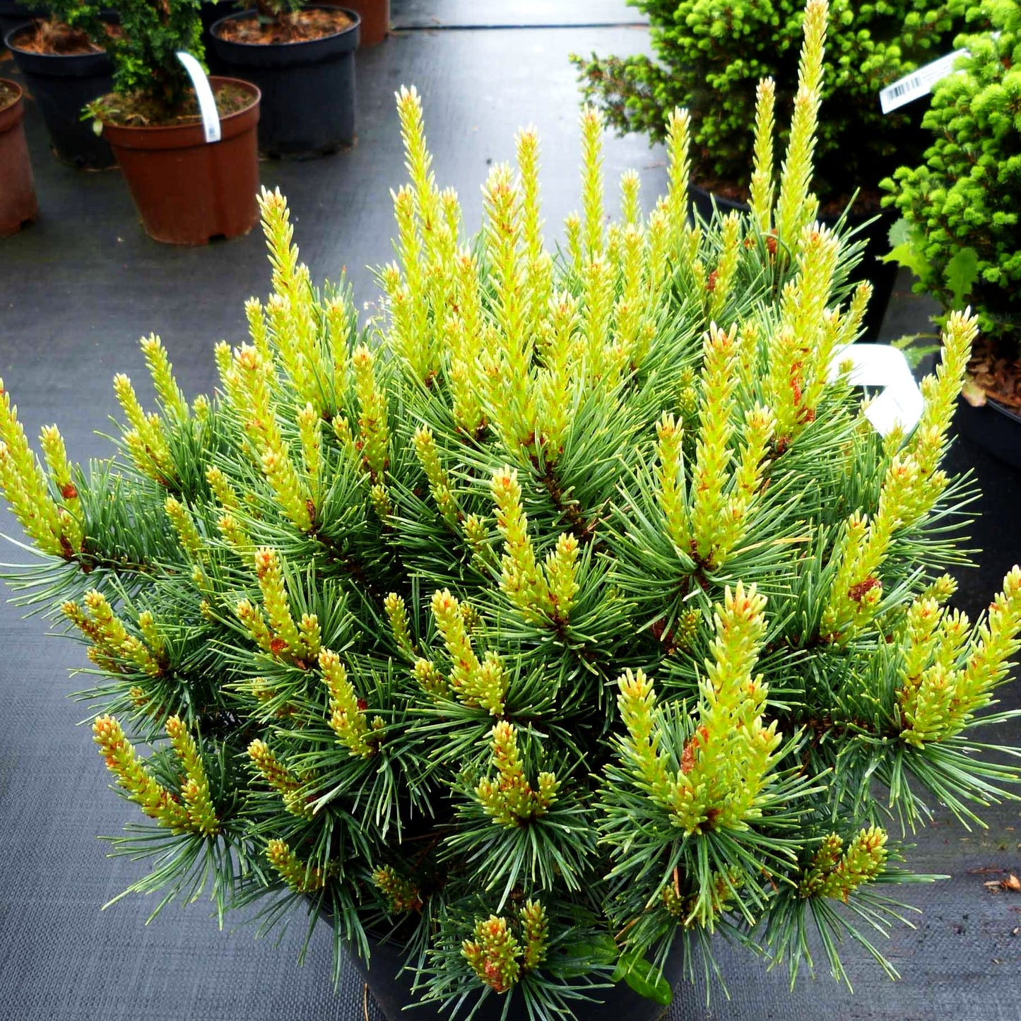 Silbergraue Strauch-Kiefer 'Watereri' (Pinus sylvestris)