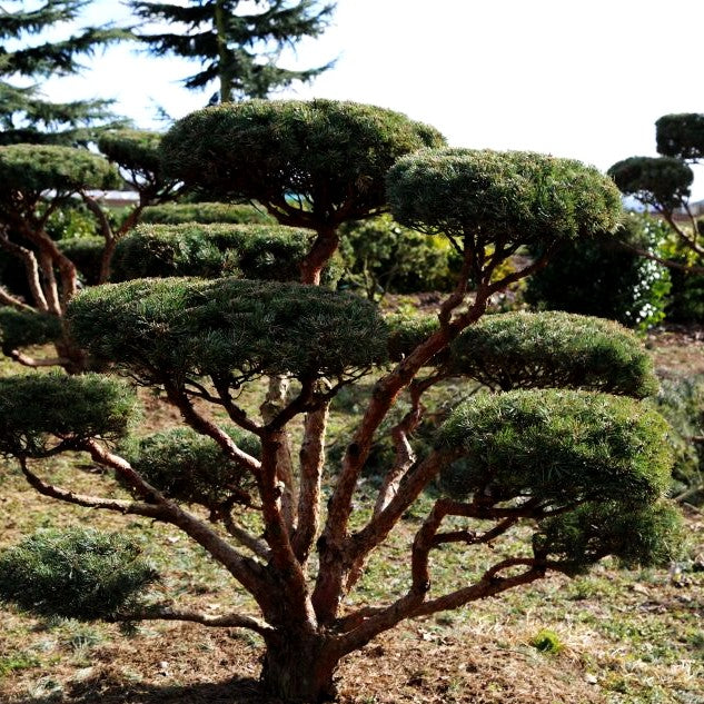 Silbergraue Strauch-Kiefer 'Watereri' (Pinus sylvestris)