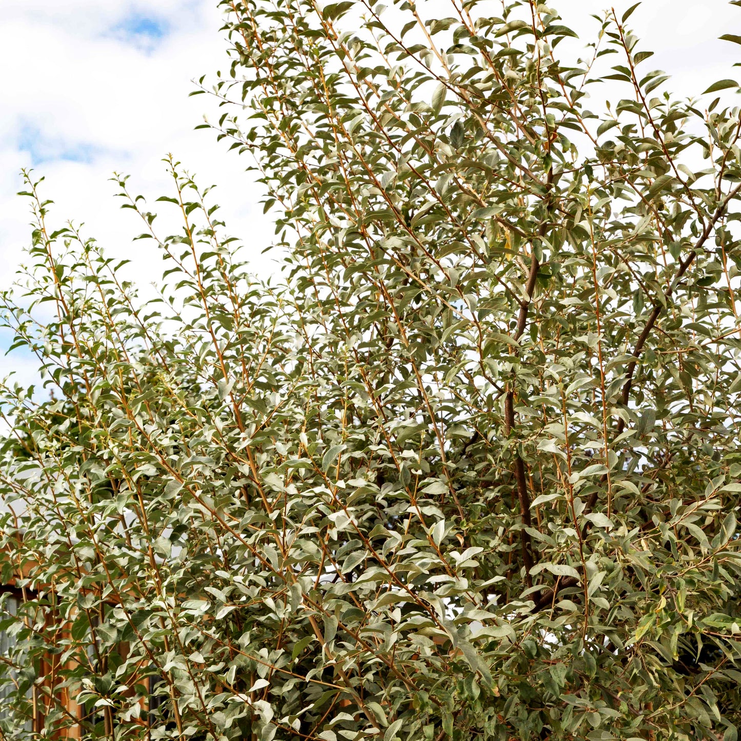 Silberlaubige Ölweide 'Quicksilver' (Elaeagnus angustifolia)