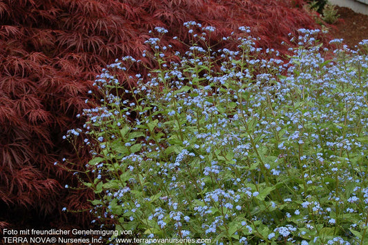 Silberlaubiges Kaukasusvergissmeinnicht 'Jack Frost' (Brunnera macrophylla)