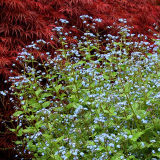 Silberlaubiges Kaukasusvergissmeinnicht 'Jack Frost' (Brunnera macrophylla)