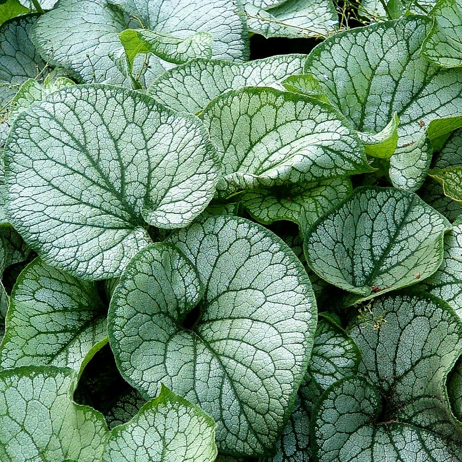 Silberlaubiges Kaukasusvergissmeinnicht 'Jack Frost' (Brunnera macrophylla)