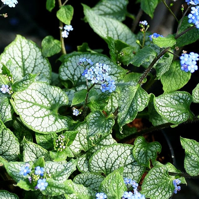 Silberlaubiges Kaukasusvergissmeinnicht 'Jack Frost' (Brunnera macrophylla)