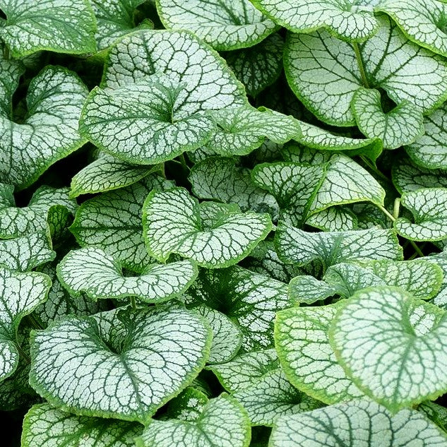 Silberlaubiges Kaukasusvergissmeinnicht 'Jack Frost' (Brunnera macrophylla)