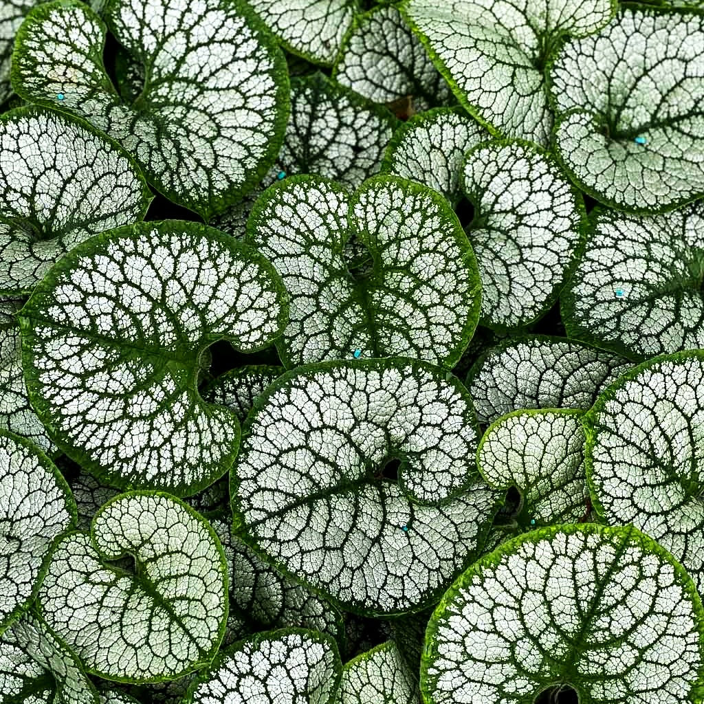 Silberlaubiges Kaukasusvergissmeinnicht 'Sea Heart' (Brunnera macrophylla)