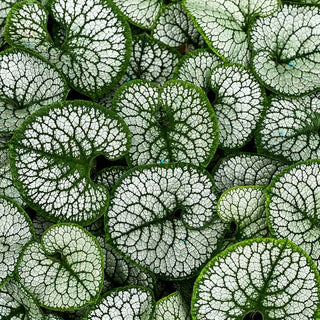 Silberlaubiges Kaukasusvergissmeinnicht 'Sea Heart' (Brunnera macrophylla)