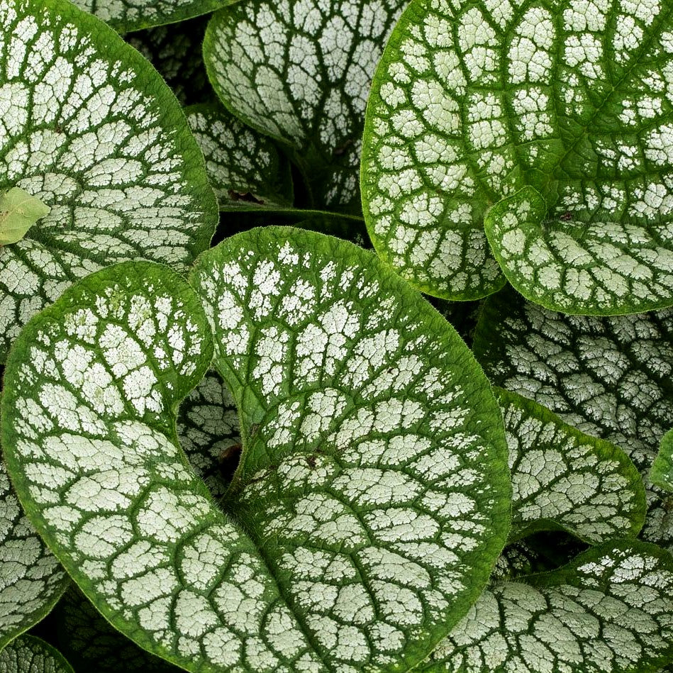 Silberlaubiges Kaukasusvergissmeinnicht 'Sea Heart' (Brunnera macrophylla)