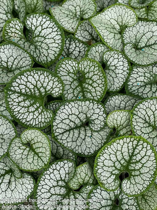 Silberlaubiges Kaukasusvergissmeinnicht 'Sea Heart' (Brunnera macrophylla)