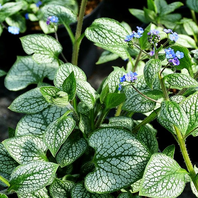 Silberlaubiges Kaukasusvergissmeinnicht 'Sea Heart' (Brunnera macrophylla)