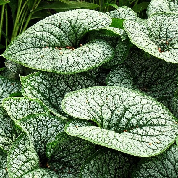Silberlaubiges Kaukasusvergissmeinnicht 'Sea Heart' (Brunnera macrophylla)