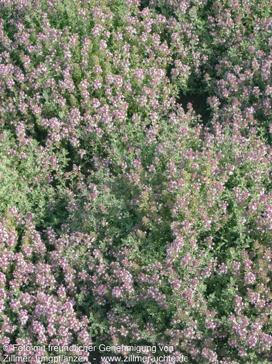 Silberrand-Thymian 'Silver Posie' (Thymus vulgaris)