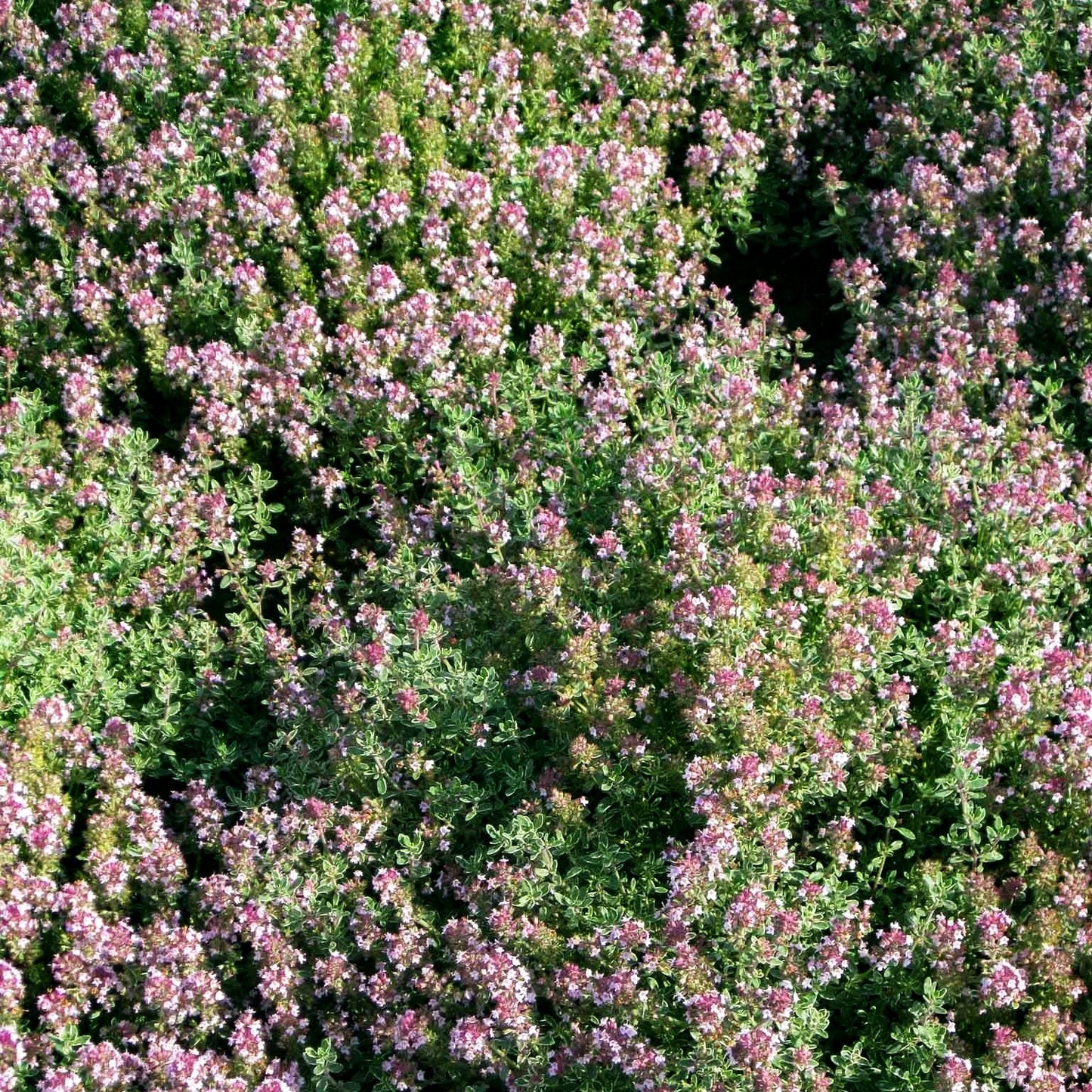 Silberrand-Thymian 'Silver Posie' (Thymus vulgaris)
