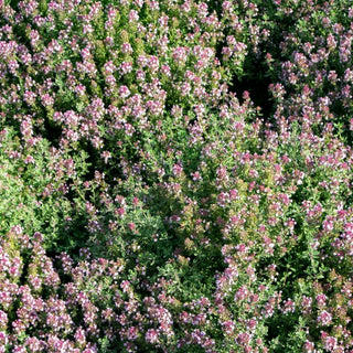 Silberrand-Thymian 'Silver Posie' (Thymus vulgaris)