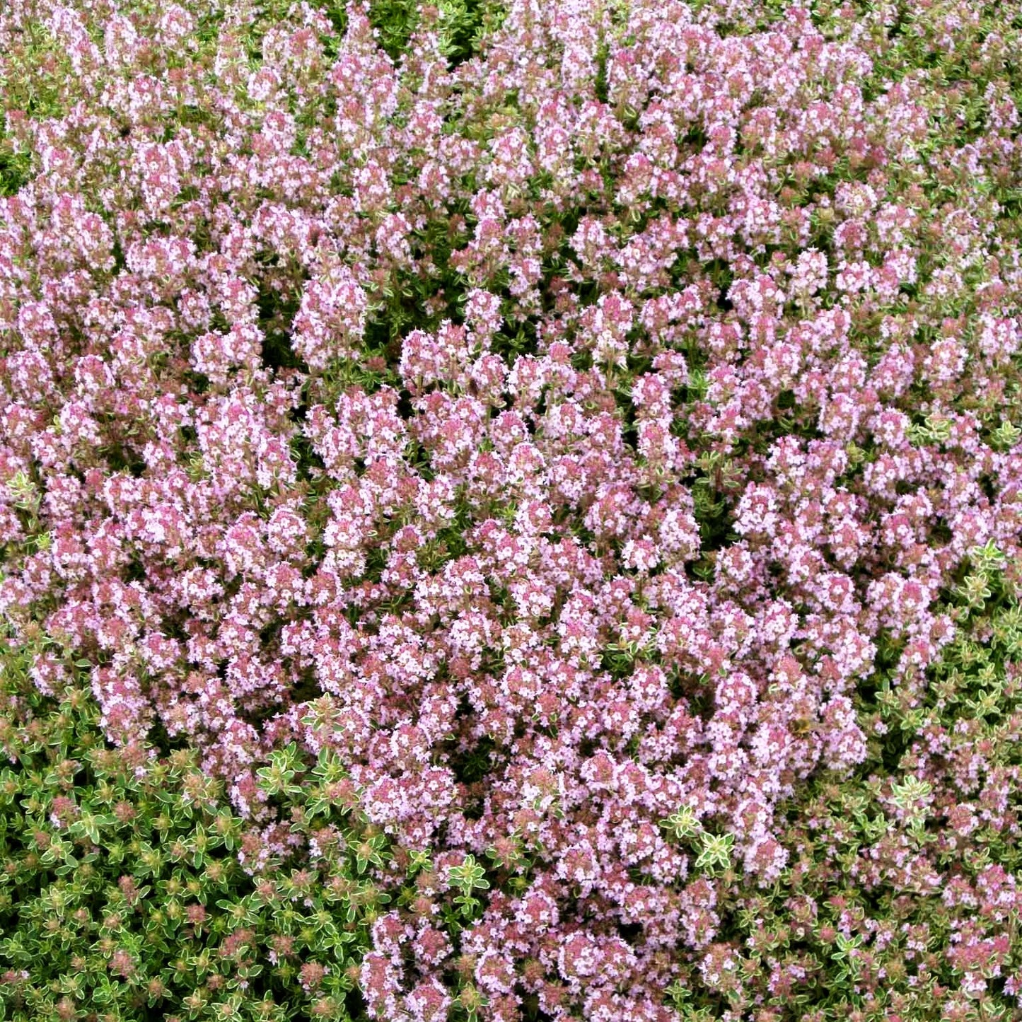 Silberrand-Thymian 'Silver Posie' (Thymus vulgaris)
