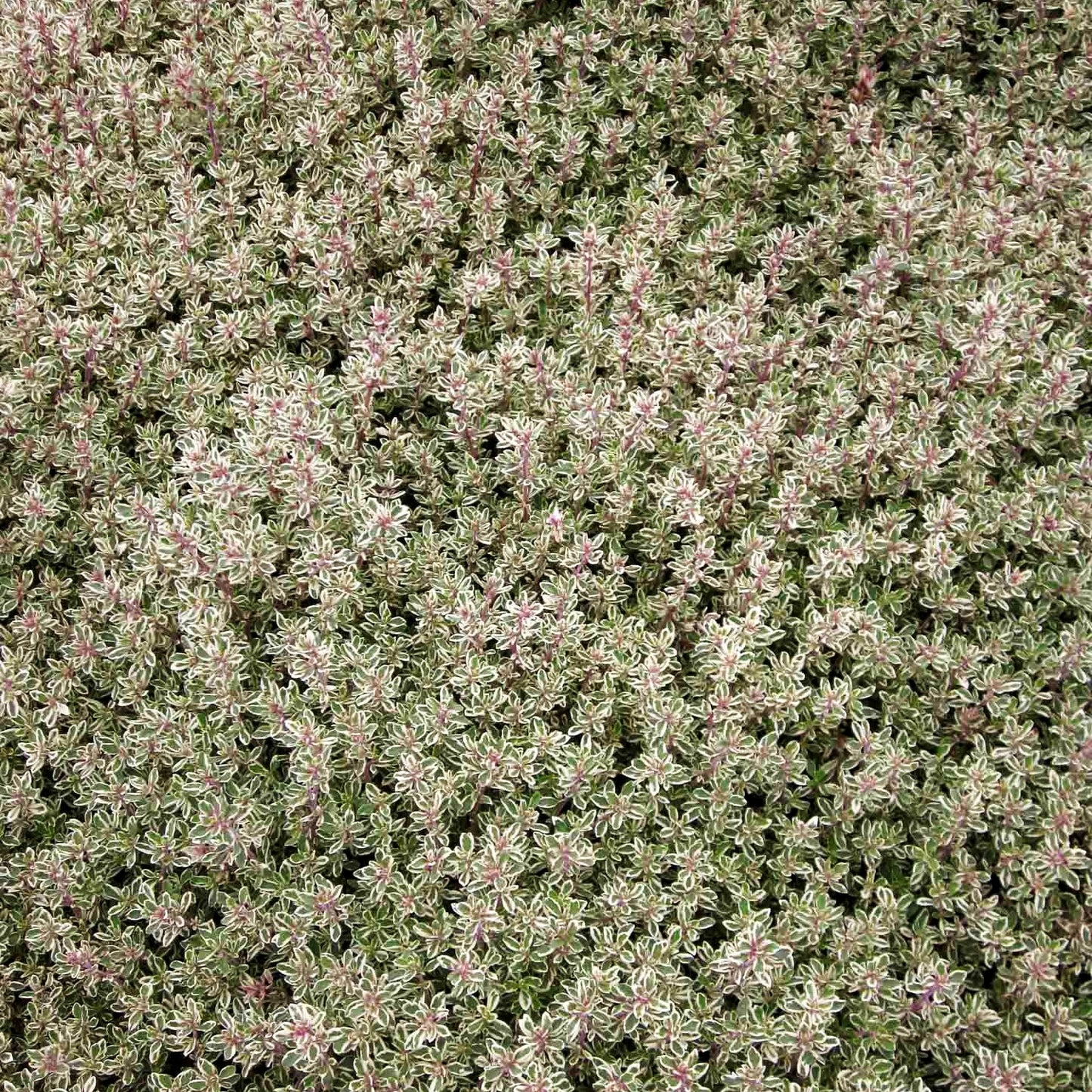 Silberrand-Thymian 'Silver Posie' (Thymus vulgaris)