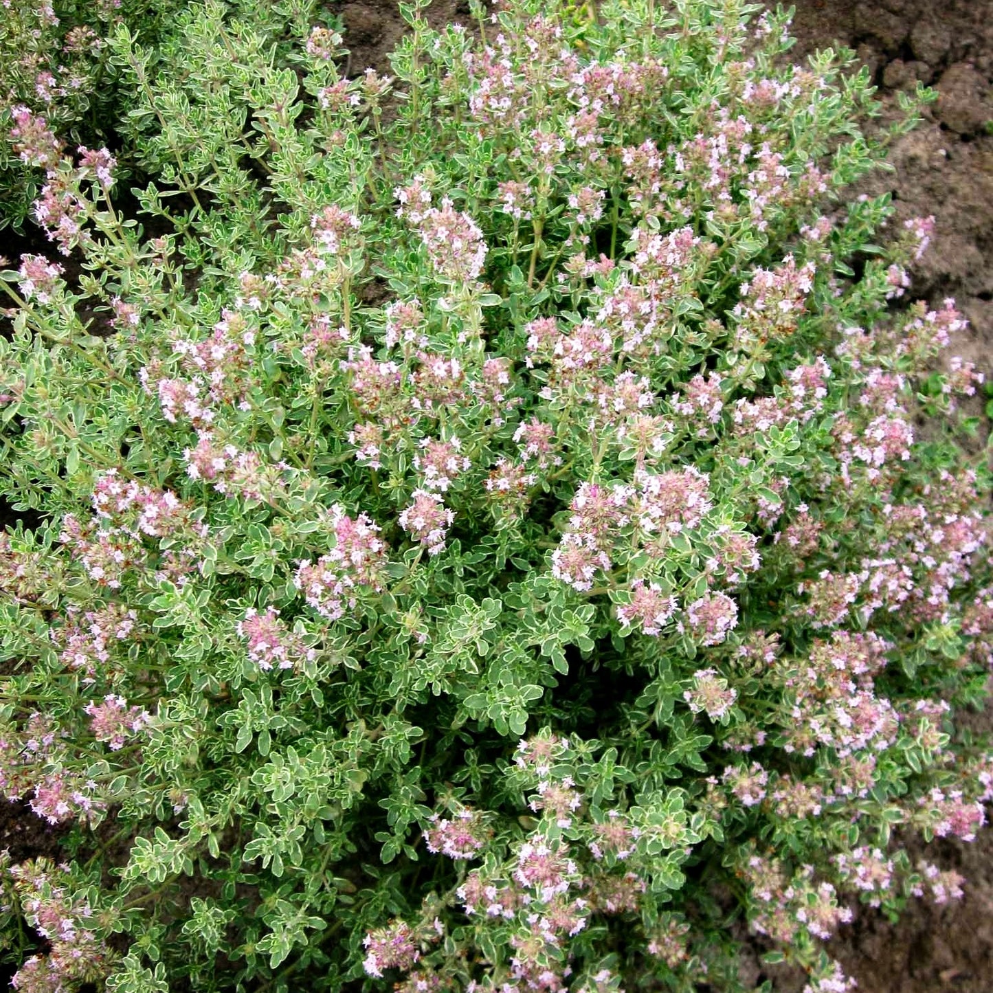 Silberrand-Thymian 'Silver Posie' (Thymus vulgaris)
