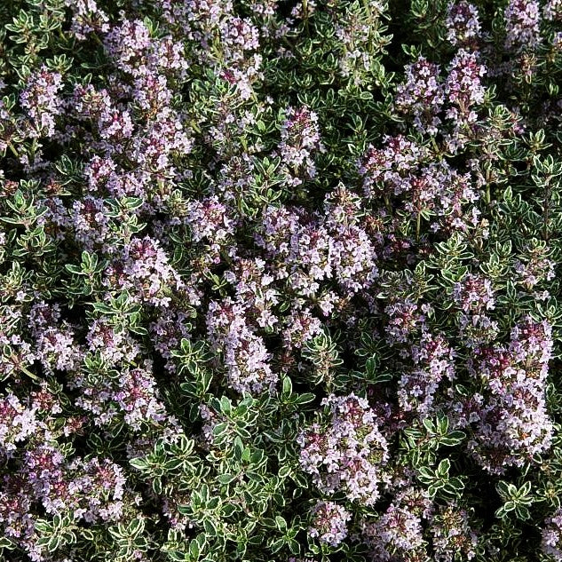 Silberrand-Thymian 'Silver Posie' (Thymus vulgaris)