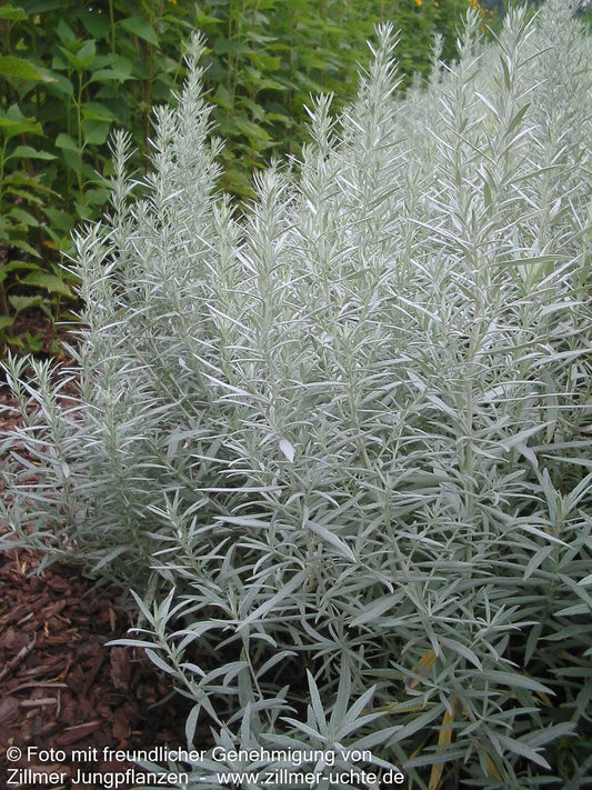 Silberraute 'Silver Queen' (Artemisia ludoviciana)