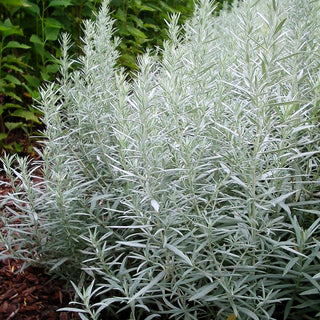 Silberraute 'Silver Queen' (Artemisia ludoviciana)