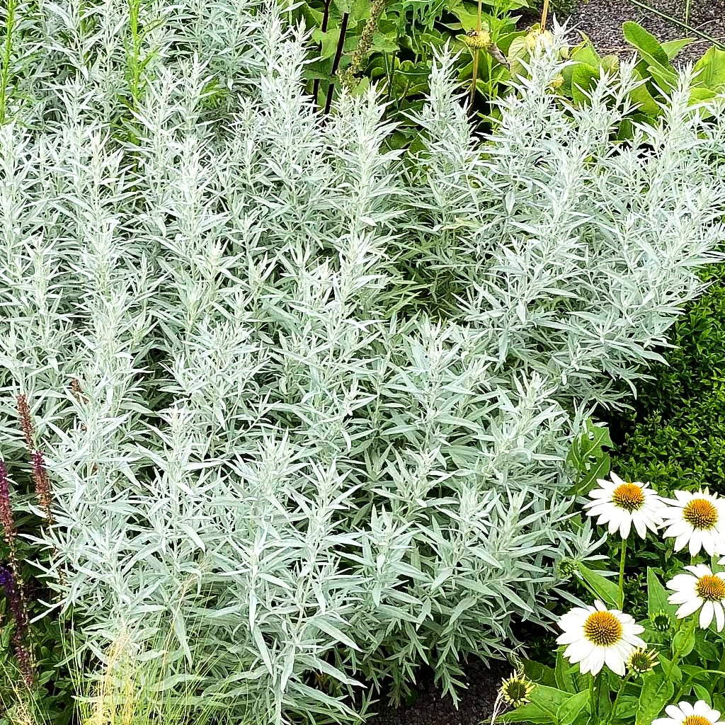 Silberraute 'Silver Queen' (Artemisia ludoviciana)