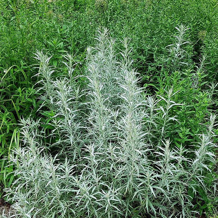 Silberraute 'Silver Queen' (Artemisia ludoviciana)