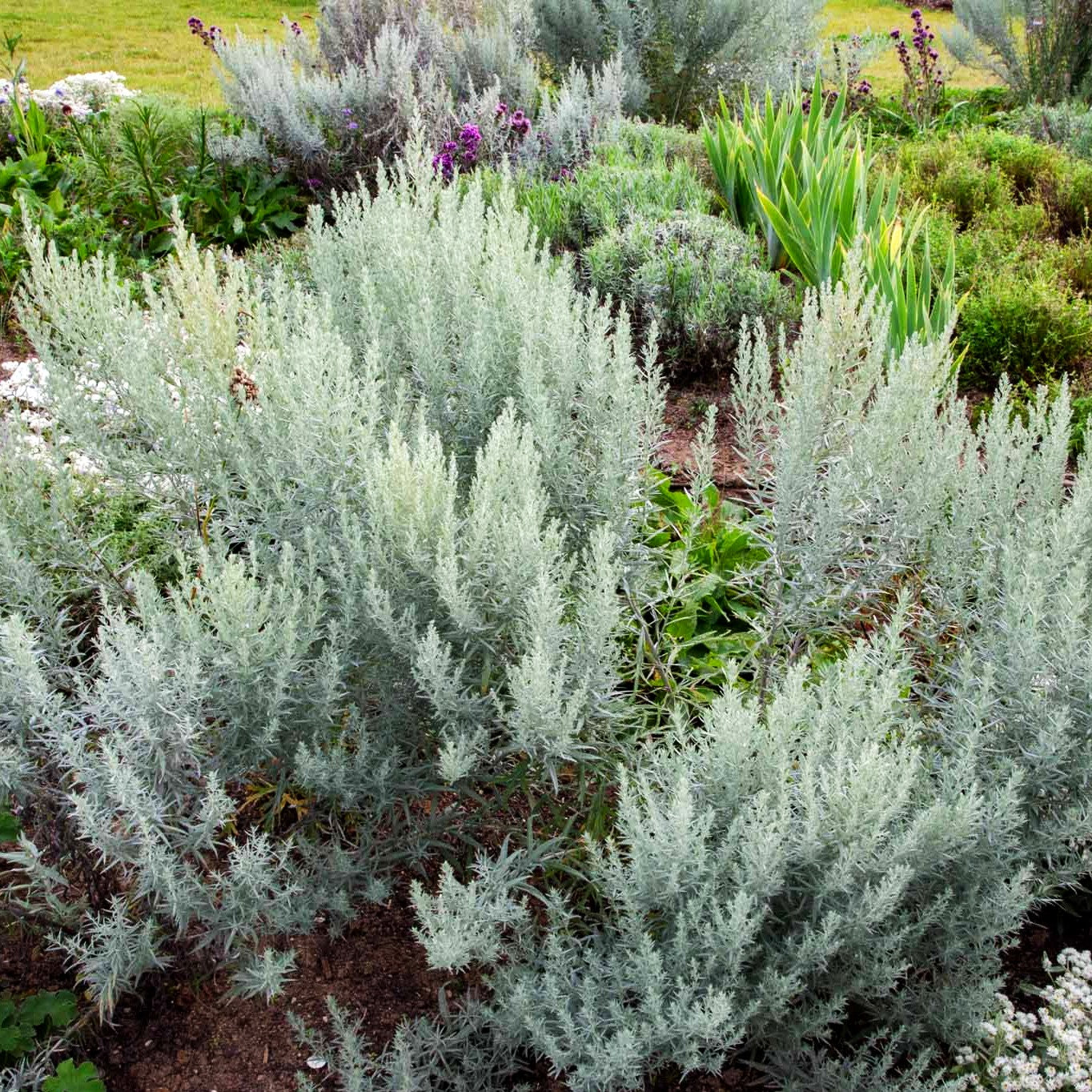 Silberraute 'Silver Queen' (Artemisia ludoviciana)