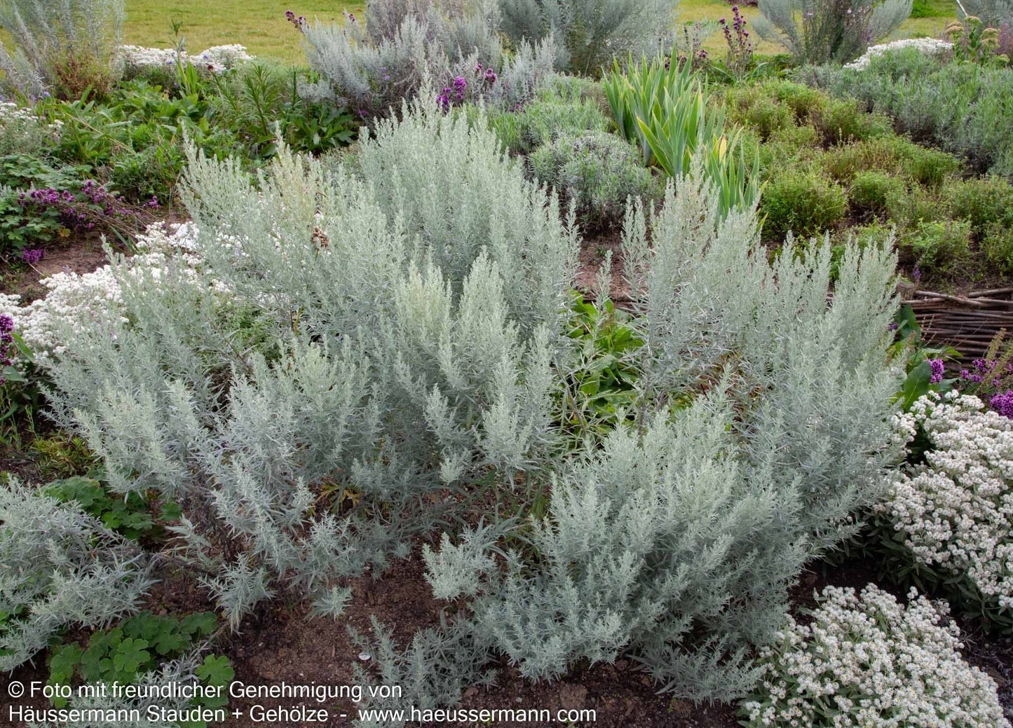 Silberraute 'Silver Queen' (Artemisia ludoviciana)