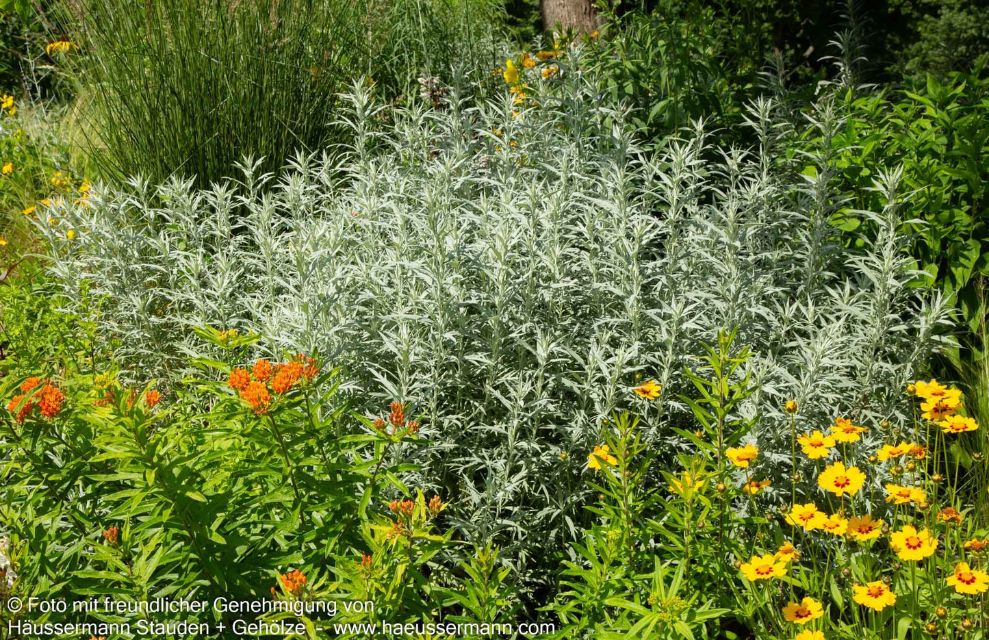 Silberraute 'Silver Queen' (Artemisia ludoviciana)
