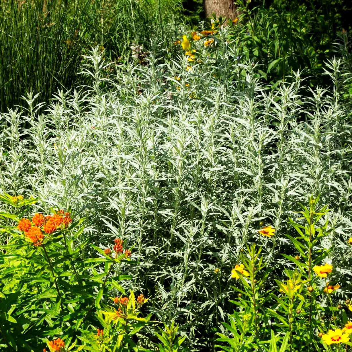 Silberraute 'Silver Queen' (Artemisia ludoviciana)