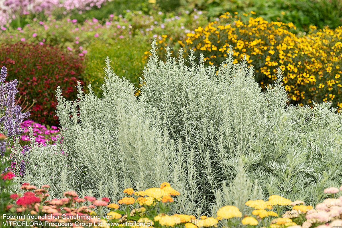 Silberraute 'Silver Queen' (Artemisia ludoviciana)