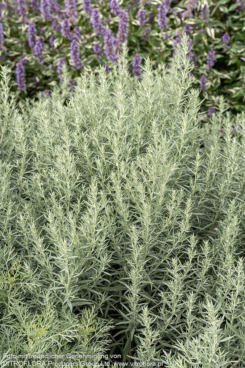 Silberraute 'Silver Queen' (Artemisia ludoviciana)