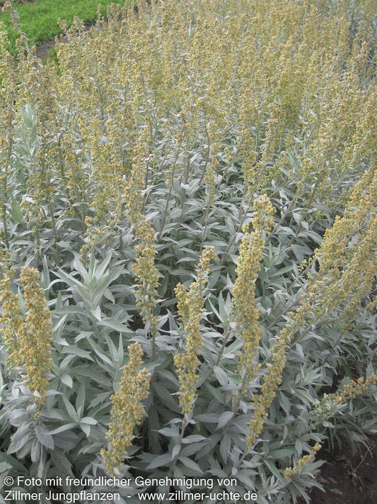Silberraute 'Valerie Finnis' (Artemisia ludoviciana)