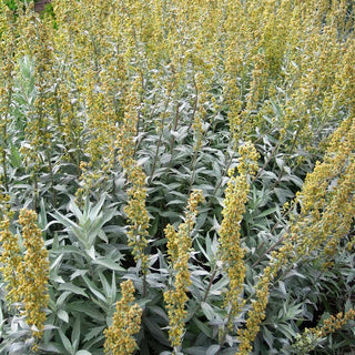 Silberraute 'Valerie Finnis' (Artemisia ludoviciana)