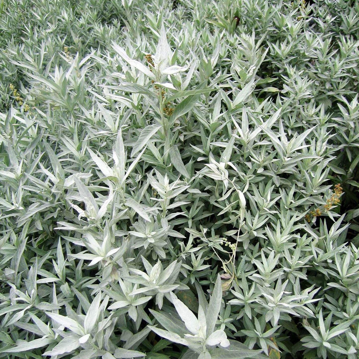 Silberraute 'Valerie Finnis' (Artemisia ludoviciana)