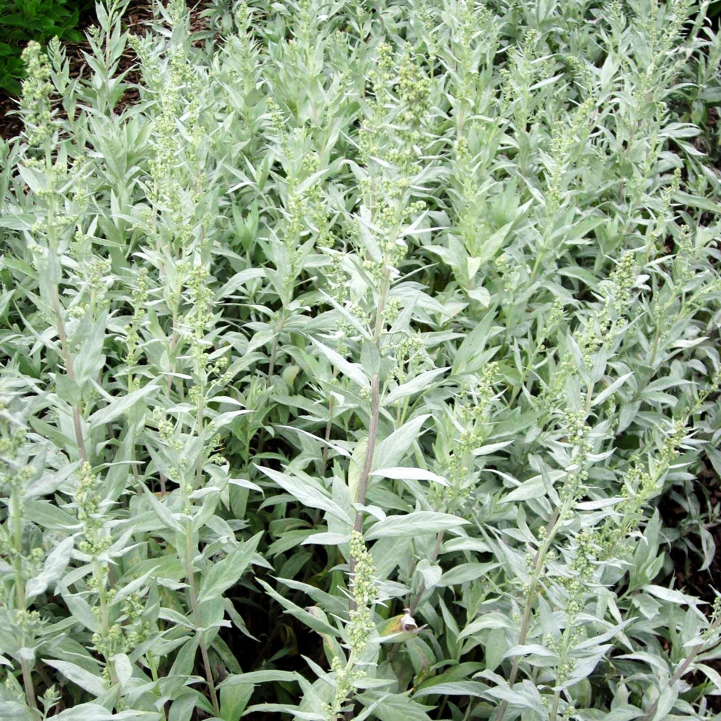 Silberraute 'Valerie Finnis' (Artemisia ludoviciana)