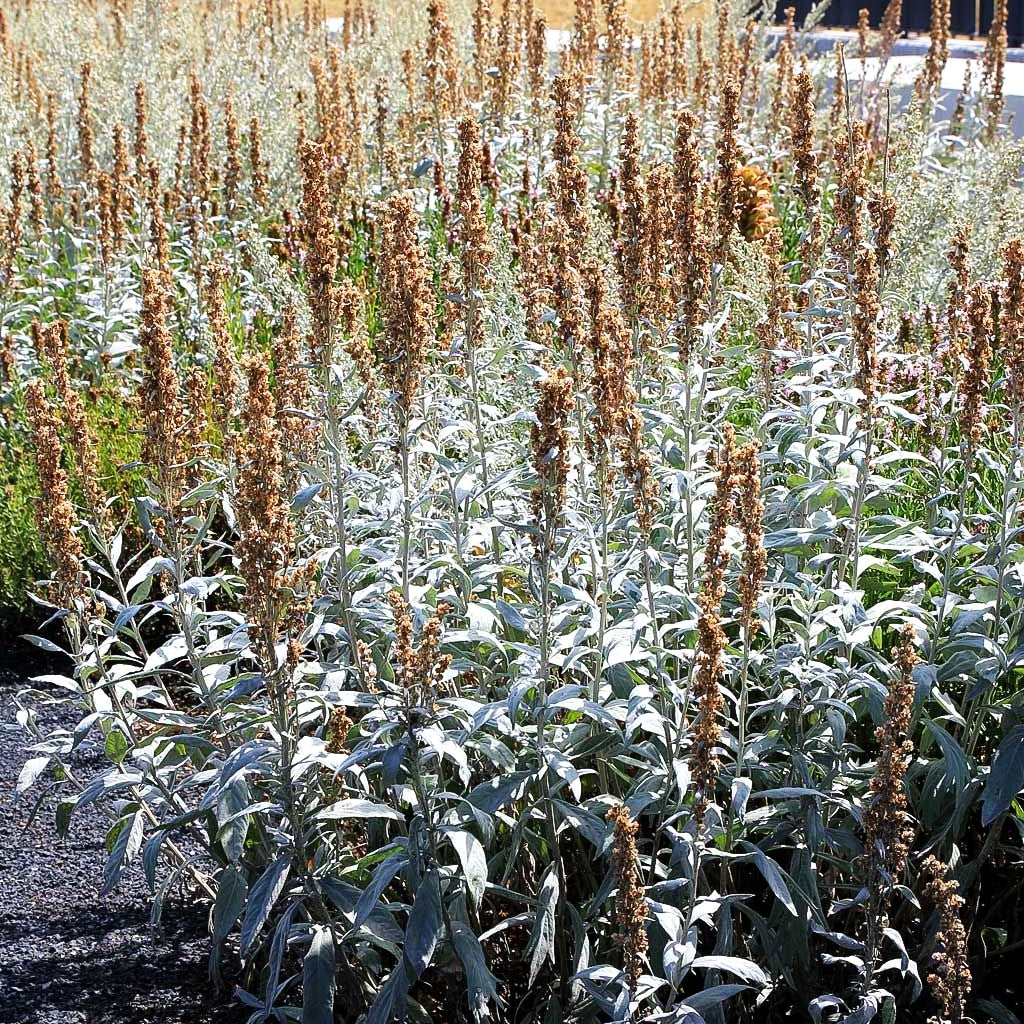 Silberraute 'Valerie Finnis' (Artemisia ludoviciana)
