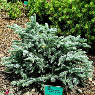 Silbertanne 'Obrighoven' (Abies procera)