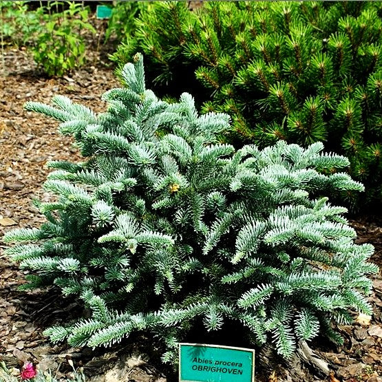 Silbertanne 'Obrighoven' (Abies procera)