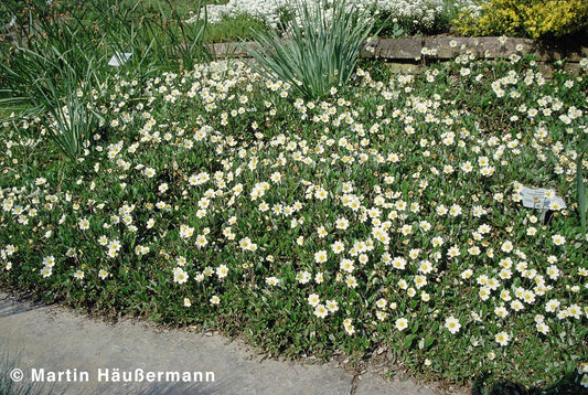 Silberwurz (Dryas x suendermannii)