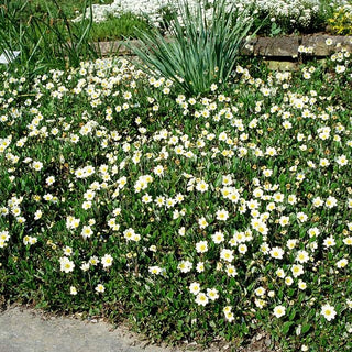 Silberwurz (Dryas x suendermannii)